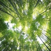 Forest Carbon Capturing